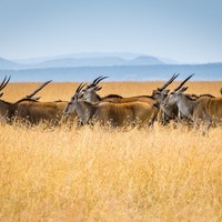 Oil and Gas Industry